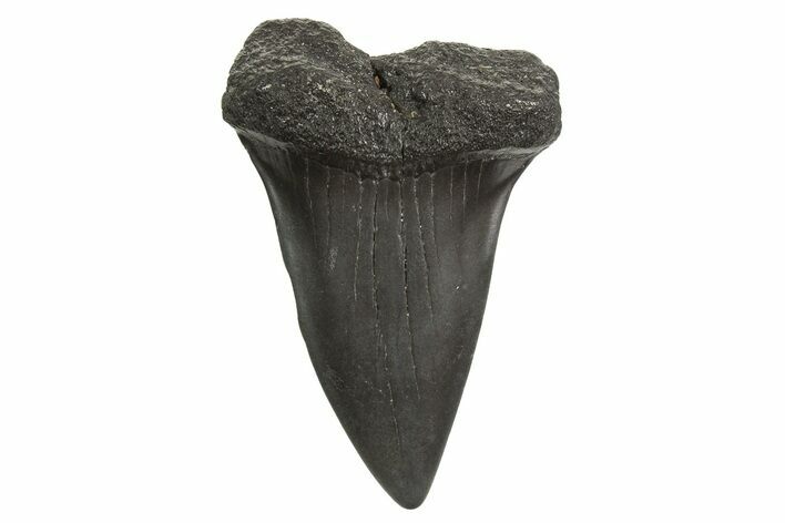 Fossil Broad-Toothed Mako Tooth - South Carolina #340988